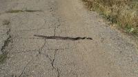 20161006%20133208%20Rattlesnake%20crossing%20on%20the%20way%20down%20from%20Cuyemaca%20peak%20%28almost%20didn%27t%20see%20it%20in%20time%29.jpg