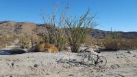 20161011%20081538%20Ocatillo%20tree%20in%20the%20Anza%20Borrego%20desert.jpg